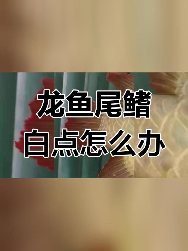 斑尾龍魚圖片