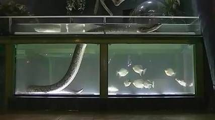 龍魚可以和食人魚混養嗎：龍魚可以和食人魚混養嗎？