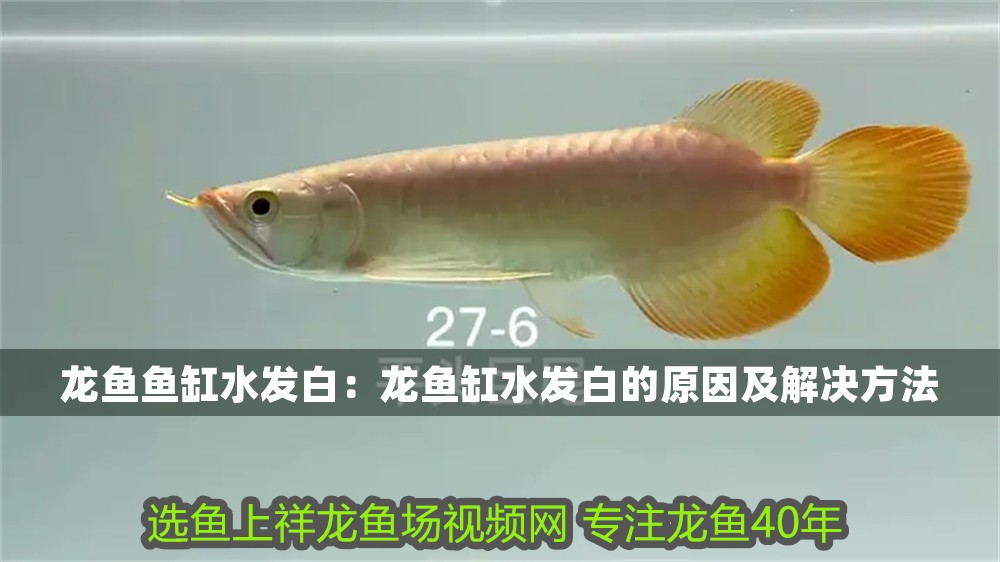 龍魚魚缸水發白：龍魚缸水發白的原因及解決方法 龍魚魚缸水發白：龍魚缸水發白的原因及解決方法 龍魚百科 第1張