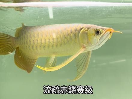 紅福王龍魚