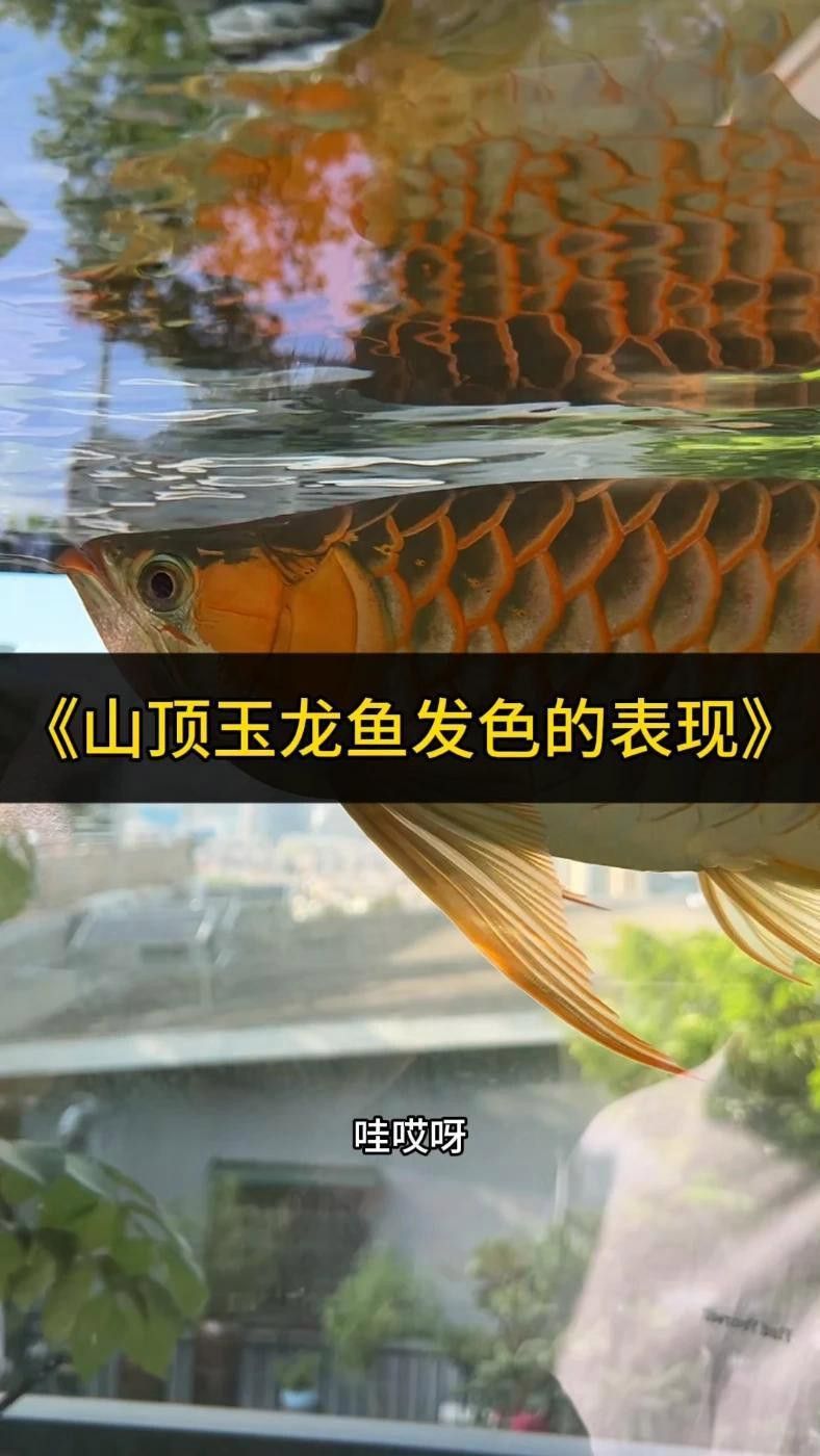 紅福王龍魚
