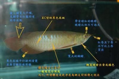 龍魚為什么不能養三條？：龍魚為什么不能養三條之前