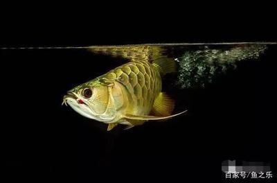 剛入缸的龍魚多久能喂食（剛入缸的龍魚可以在入缸后的2-3天嘗試投喂食物）