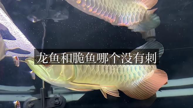 脆魚和龍魚哪個刺少