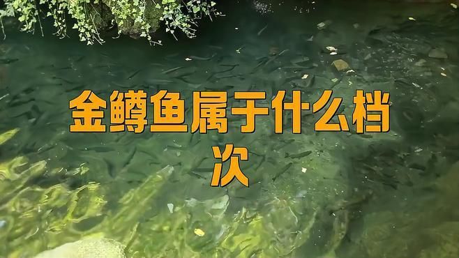 金鱒魚屬于什么檔次