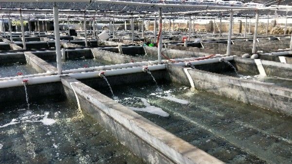 漳州龍魚繁殖基地在哪兒有 漳州龍魚繁殖基地在哪兒有 龍魚百科 第1張