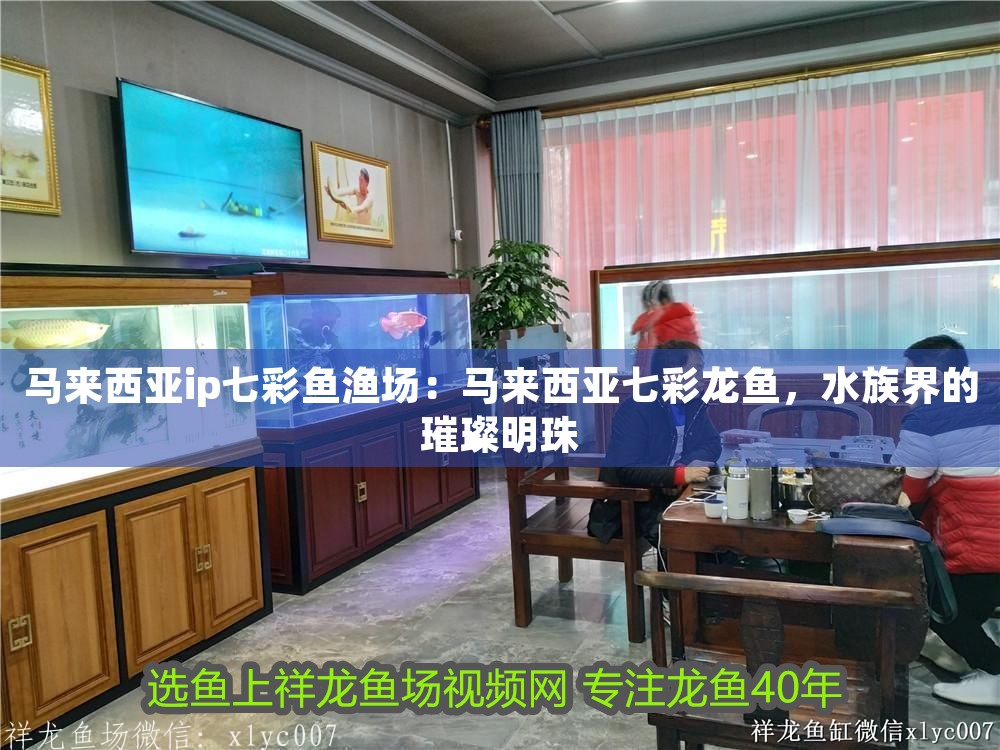 馬來西亞ip七彩魚漁場：馬來西亞七彩龍魚，水族界的璀璨明珠
