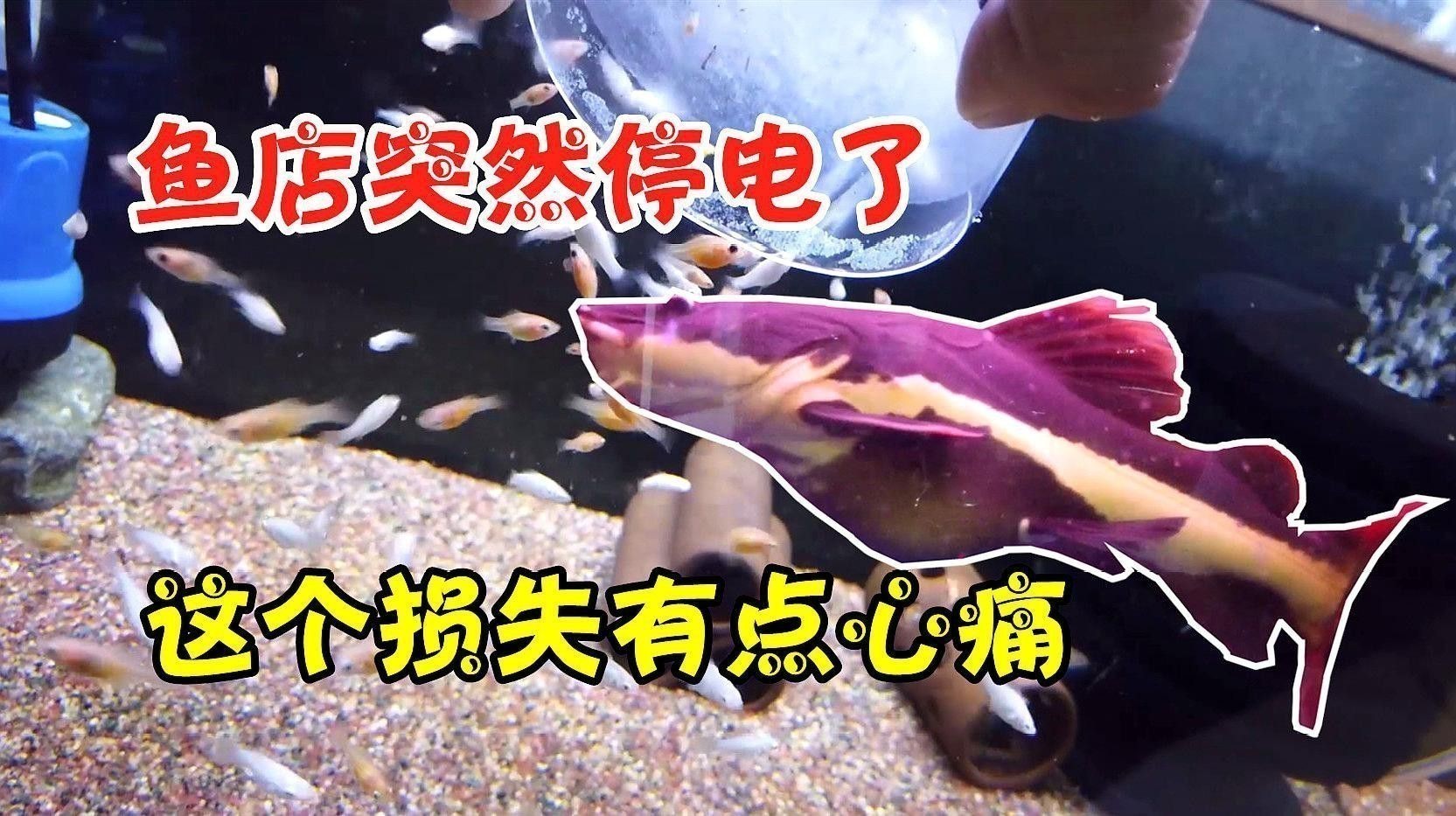 如何監測龍魚的生理指標？ 如何監測龍魚的生理指標？ 龍魚百科 第2張