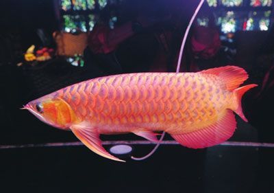 紅龍魚什么樣的體型是極品的：極品紅龍魚什么樣的體型是極品紅龍魚的體型特征 紅龍魚什么樣的體型是極品的：極品紅龍魚什么樣的體型是極品紅龍魚的體型特征 龍魚百科 第2張