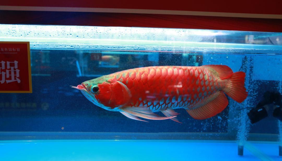 紅龍魚什么樣的體型是極品的：極品紅龍魚什么樣的體型是極品紅龍魚的體型特征 紅龍魚什么樣的體型是極品的：極品紅龍魚什么樣的體型是極品紅龍魚的體型特征 龍魚百科 第1張