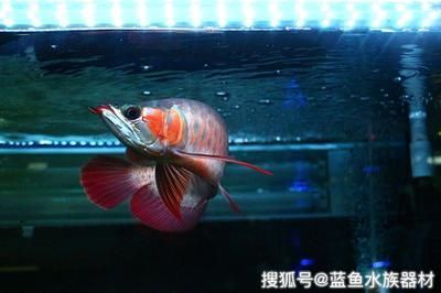 龍魚新入缸多久才能吃食物：龍魚新入缸后的喂食時(shí)間主要取決于以下幾個(gè)因素 龍魚新入缸多久才能吃食物：龍魚新入缸后的喂食時(shí)間主要取決于以下幾個(gè)因素 龍魚百科 第3張