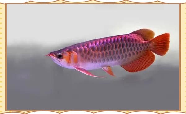 銀龍魚溫度多少度 銀龍魚溫度多少度 龍魚百科 第5張