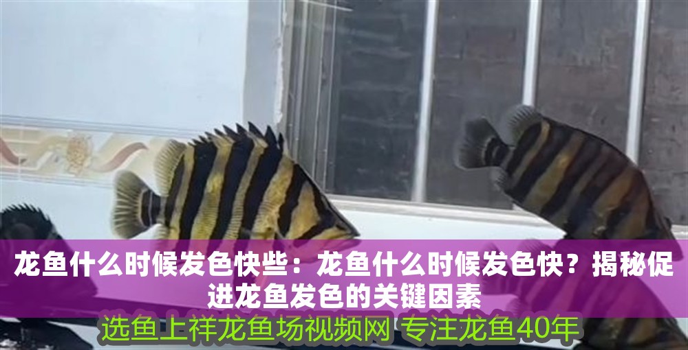 龍魚什么時候發色快些：龍魚什么時候發色快？揭秘促進龍魚發色的關鍵因素