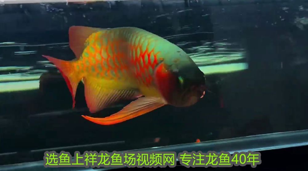 龍魚什么時候發色快些：龍魚什么時候發色快？揭秘促進龍魚發色的關鍵因素