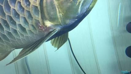 龍魚鱗片充血怎么治療：如何預(yù)防龍魚鱗片充血