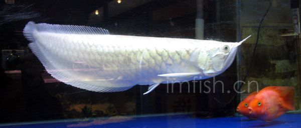 什么龍魚最大：什么龍魚最大體長可達1米以上體重超過5公斤