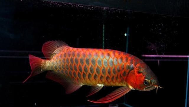 紅龍魚血統如何區分品種：根據搜索結果總結的紅龍魚血統如何區分品種的方法