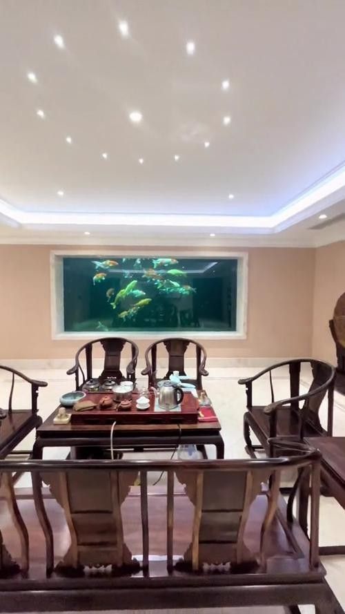 銀龍魚怎么養不掉眼