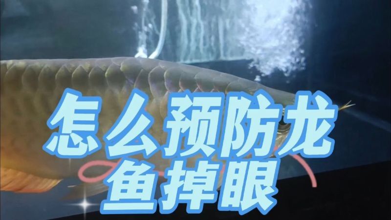 銀龍魚怎么養不掉眼