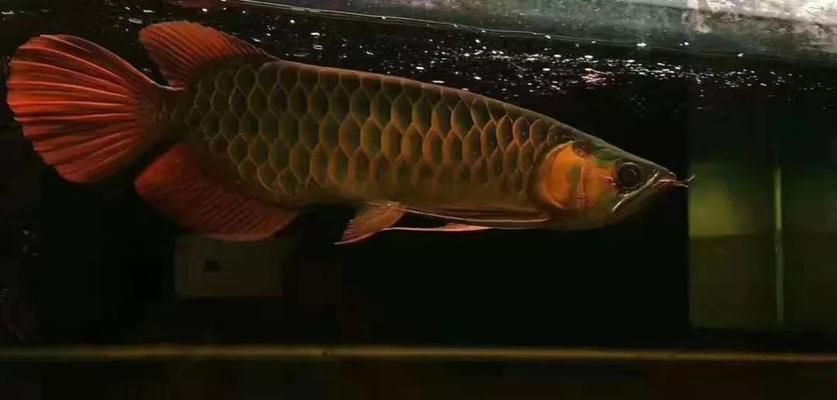 紅龍魚鱗片怎么看幾排：關于紅龍魚鱗片觀察的詳細信息：紅龍魚鱗片怎么看幾排