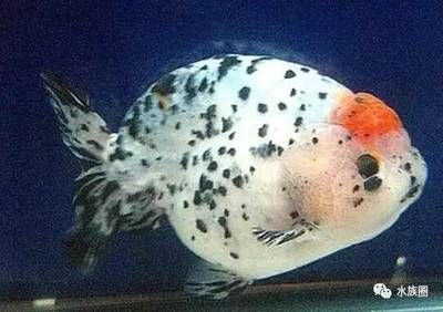 寵物觀賞魚有哪些常見的品種魚：寵物觀賞魚品種之一：地圖魚繁殖時會進入寵物觀賞魚 寵物觀賞魚有哪些常見的品種魚：寵物觀賞魚品種之一：地圖魚繁殖時會進入寵物觀賞魚 龍魚百科 第3張