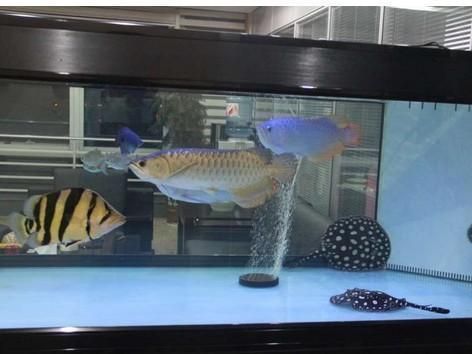 龍魚跟什么魚混養好看：與龍魚混養的幾種魚類 龍魚跟什么魚混養好看：與龍魚混養的幾種魚類 龍魚百科 第2張