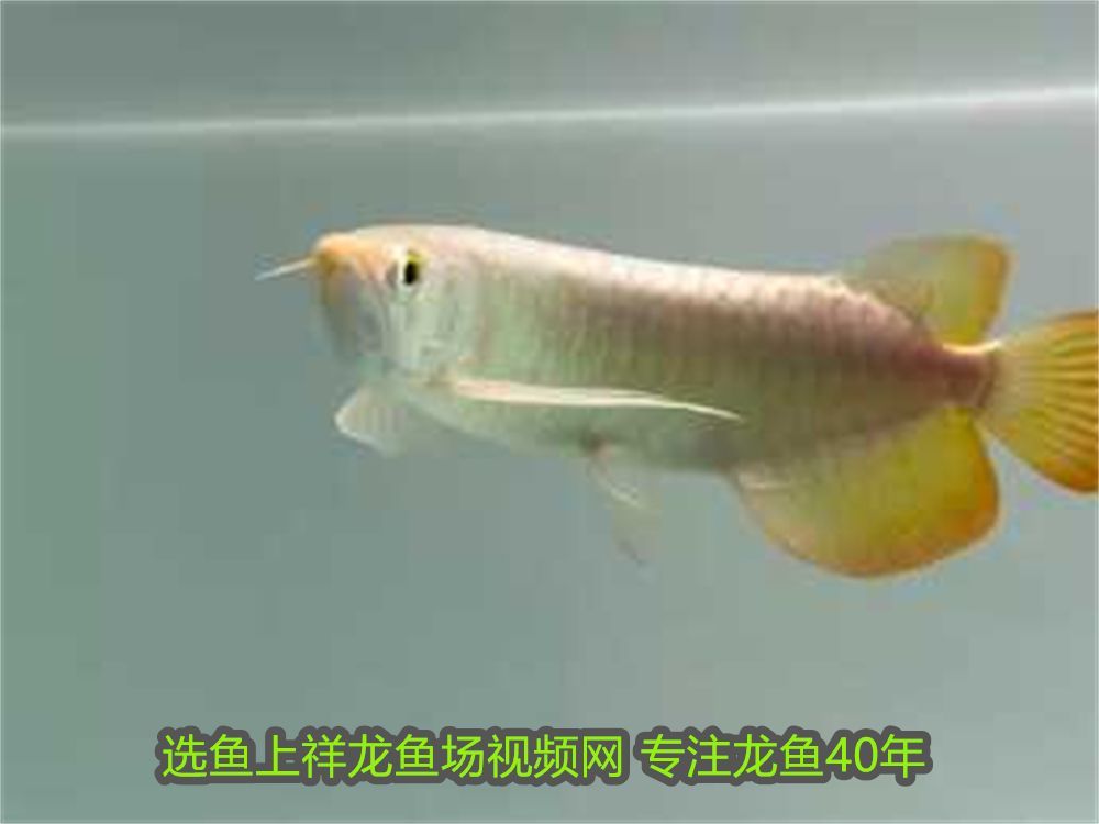 巴西亞和龍魚能不能一起養：龍魚與巴西亞的戰爭，一場跨越物種的生存之戰