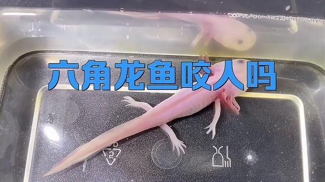 龍魚為什么會咬人？