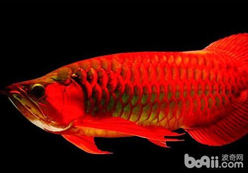 紅龍魚為什么比金龍魚貴（紅龍魚和金龍魚哪個貴）