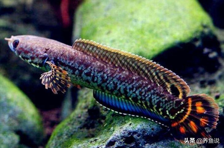 雷龍魚多大開始繁殖（雷龍魚在性成熟之后可以進行繁殖,以下是關于雷龍魚繁殖的詳細信息）