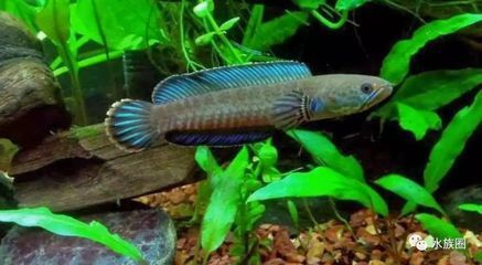 雷龍魚多大開始繁殖（雷龍魚在性成熟之后可以進行繁殖,以下是關于雷龍魚繁殖的詳細信息）