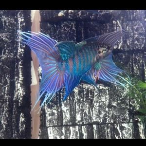 雷龍魚多大開始繁殖（雷龍魚在性成熟之后可以進行繁殖,以下是關于雷龍魚繁殖的詳細信息）
