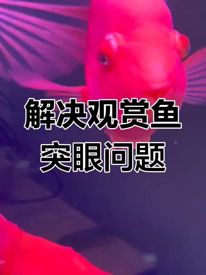 龍魚單眼凸出如何治療？