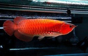 金龍魚的品種有哪些，金龍魚品種飼料選擇