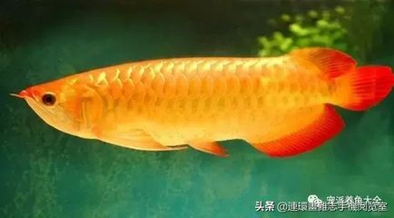 金龍魚的品種有哪些，金龍魚品種飼料選擇
