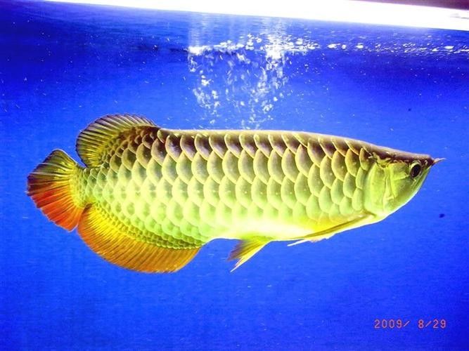 高背金龍魚怎么養(yǎng)才能長(zhǎng)大呢