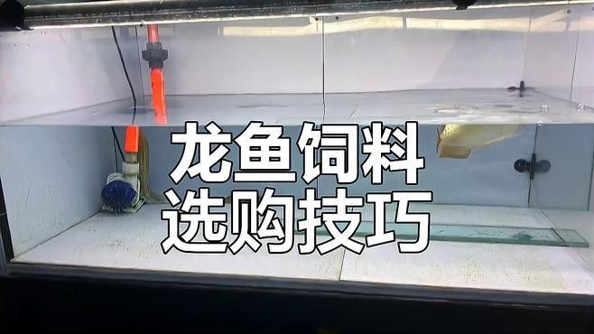 高背金龍魚怎么養(yǎng)才能長(zhǎng)大呢