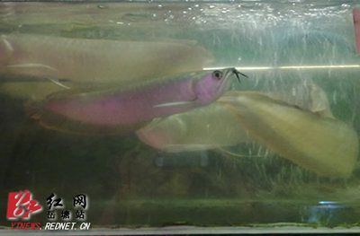 怎么養(yǎng)出大胸鰭龍魚(yú)（養(yǎng)出大胸鰭龍魚(yú)需要注意哪些問(wèn)題？）