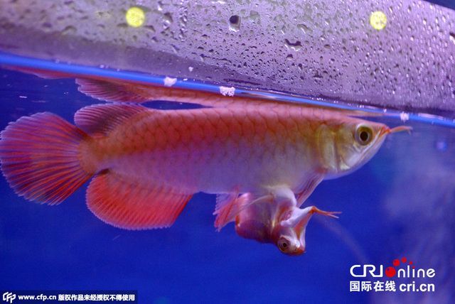 怎么養(yǎng)出大胸鰭龍魚(yú)（養(yǎng)出大胸鰭龍魚(yú)需要注意哪些問(wèn)題？）