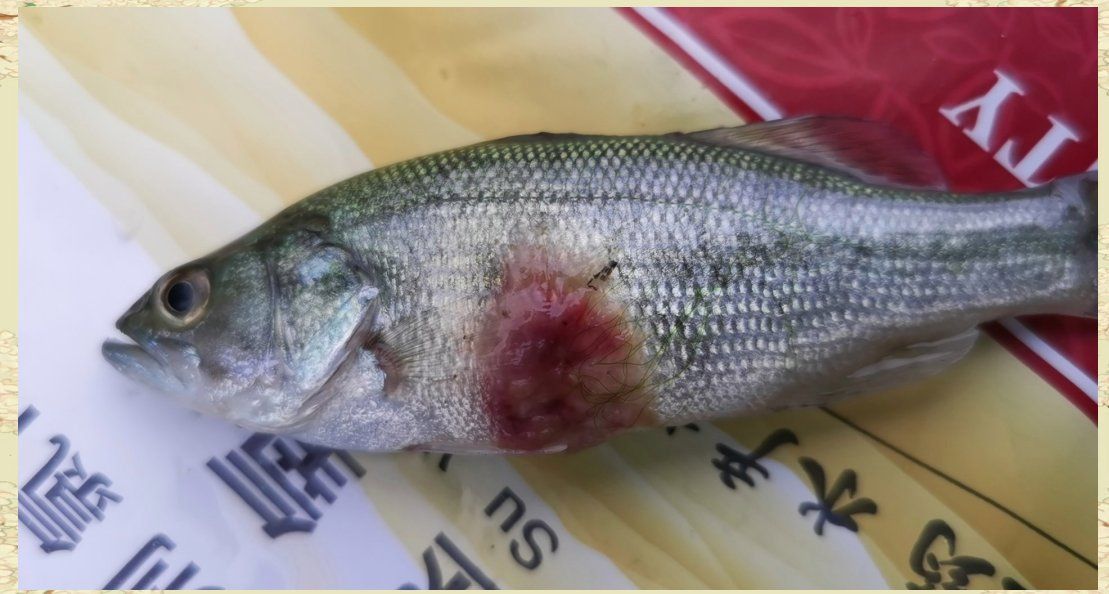 魚身上潰爛的原因