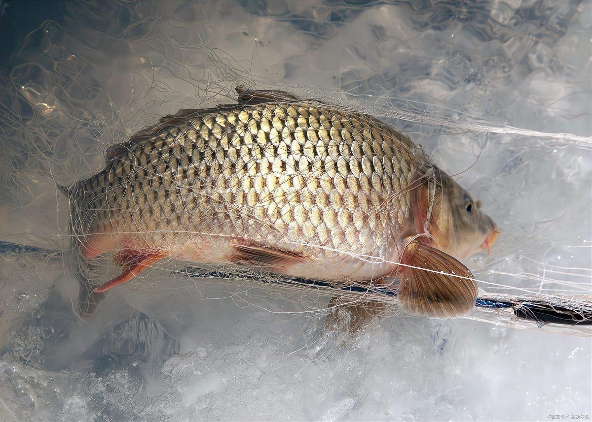 魚身上潰爛的原因