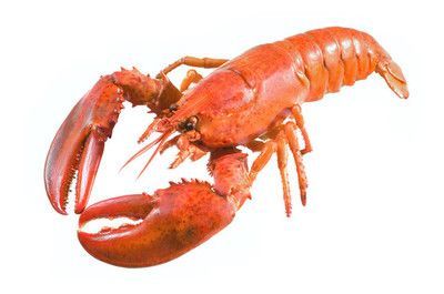 紅龍魚能吃海蝦嗎，紅龍魚可以吃海蝦嗎：紅龍魚可以吃海蝦嗎