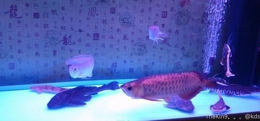 金龍魚(yú)kds：“金龍魚(yú)kds”是指寬帶山（kds）論壇相關(guān)內(nèi)容