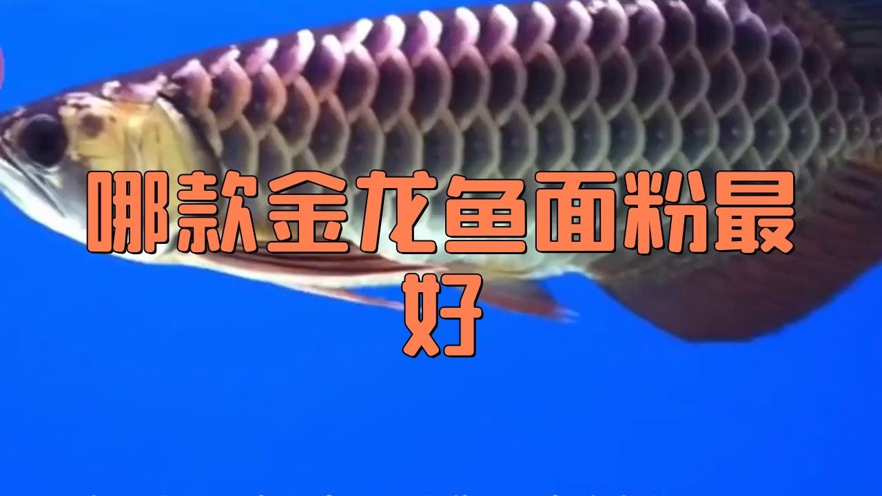 金龍魚多用途麥芯粉圖片