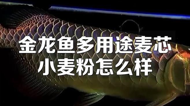 金龍魚多用途麥芯粉圖片