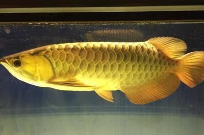 龍魚腸炎可以用土霉素嗎：土霉素可以治療龍魚的腸炎嗎