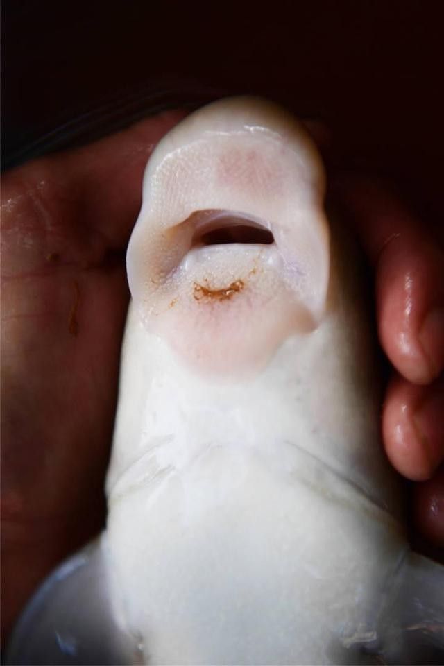 龍魚翹嘴還是平嘴好釣魚 龍魚翹嘴還是平嘴好釣魚 龍魚百科 第4張