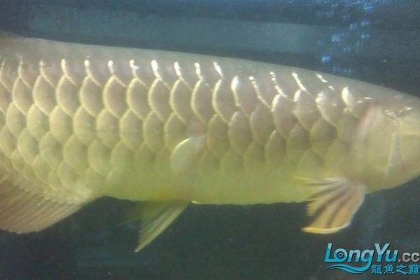 龍魚突然撞缸,鱗片掉了一塊 龍魚突然撞缸,鱗片掉了一塊 龍魚百科 第4張