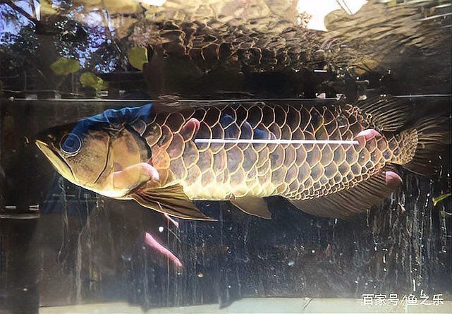 緬甸圖騰金龍魚圖片高清版