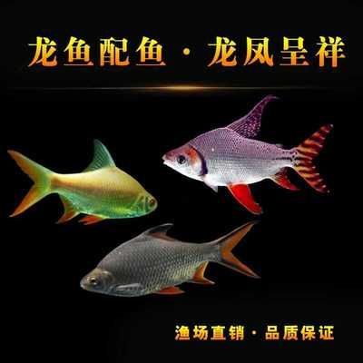 龍魚配魚泰國鯽養幾個合適（泰國鯽魚與龍魚混養需要注意一些問題，需要注意一些問題）